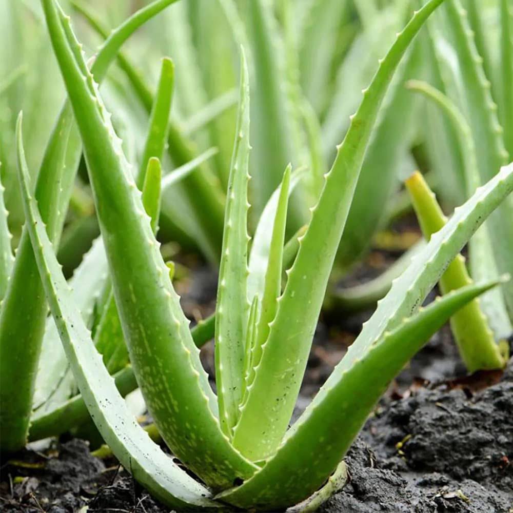 Soothing Scalps: Aloe Vera's Calming Touch for Irritated Heads